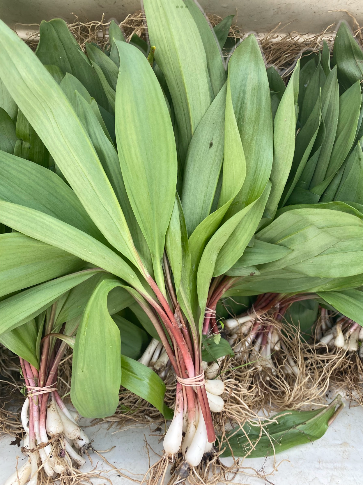 A big bushel of ramps